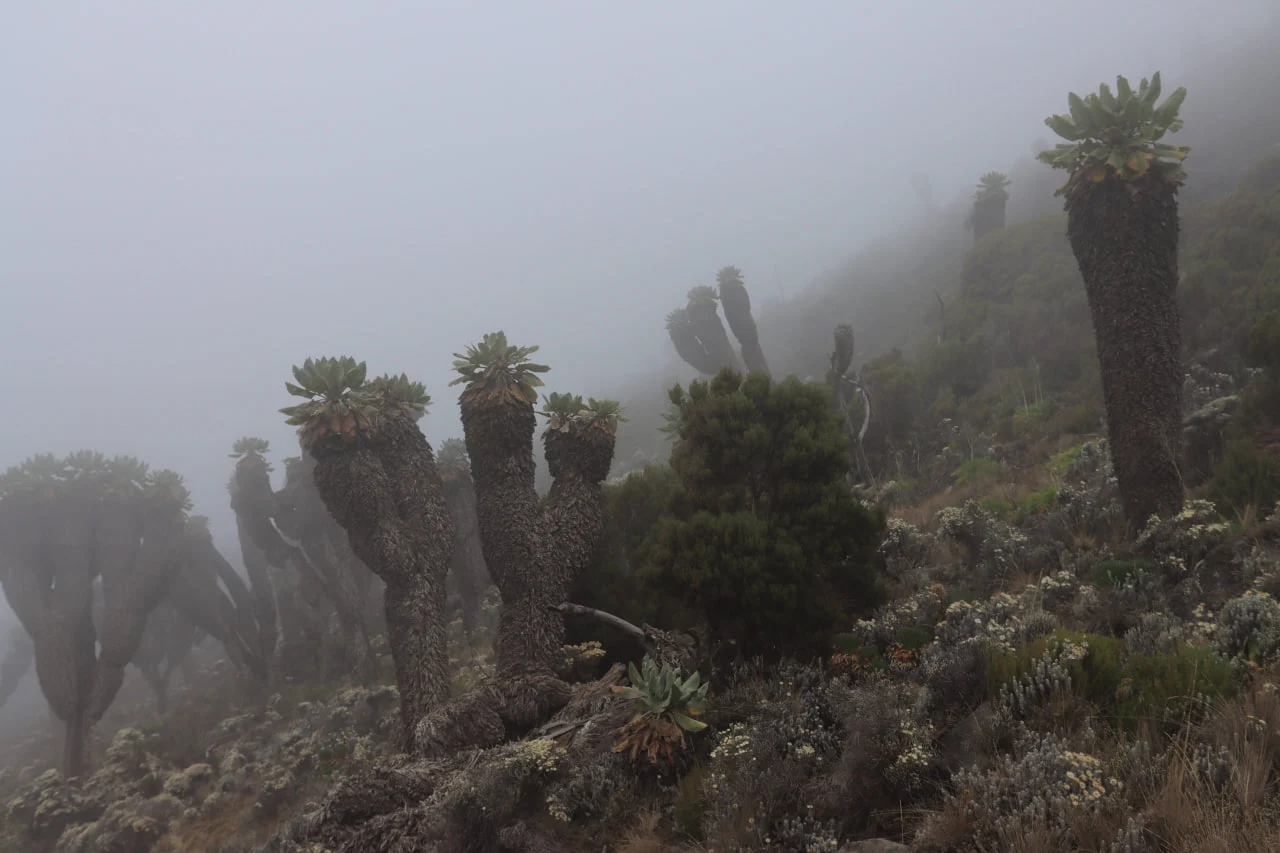On peut observer des séneçons géants sur la plus belle voie du Kilimandjaro, Lemosho, ainsi que sur d’autres voies du sud et de l’ouest