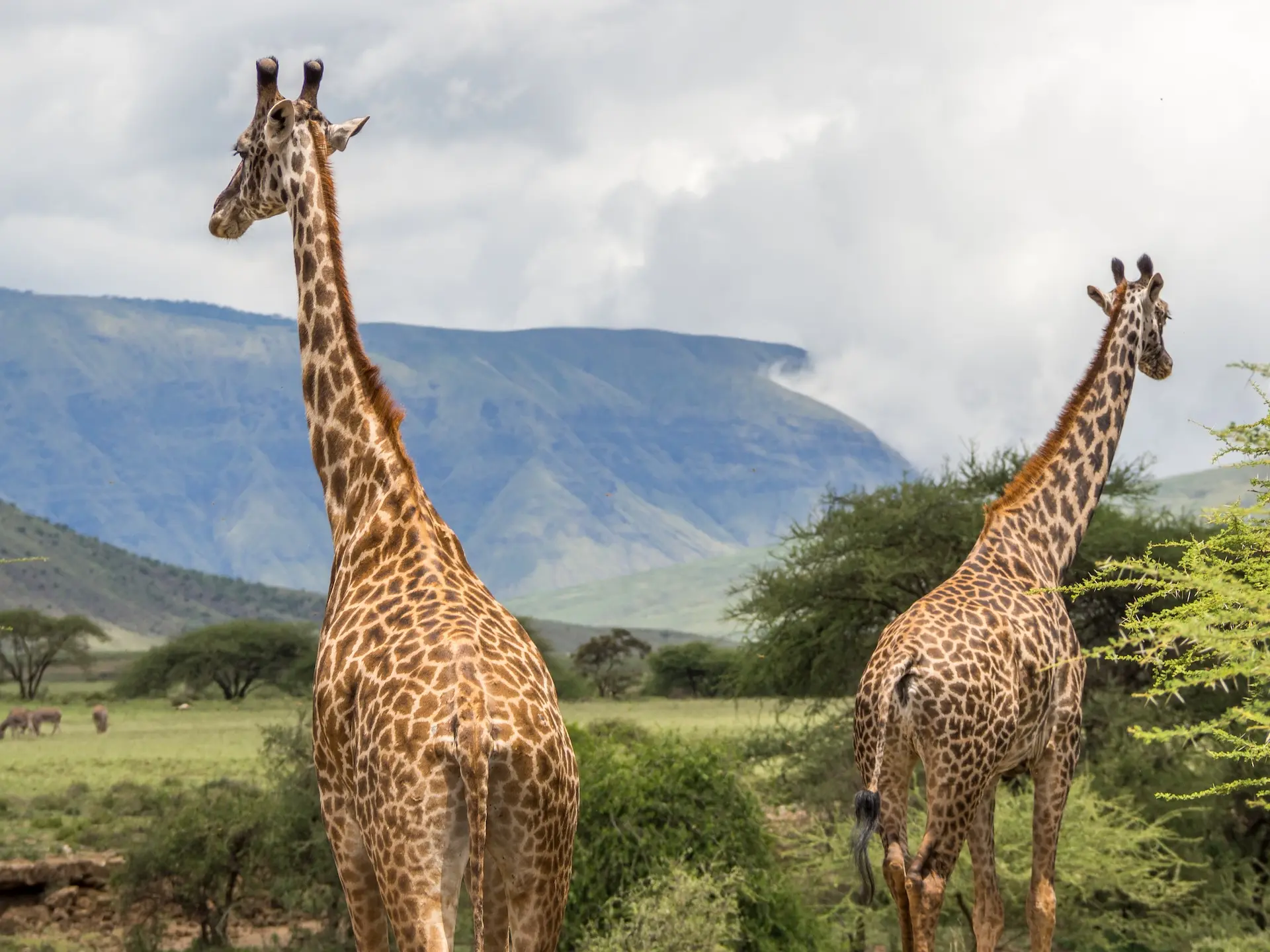 Girafes au lac Natron