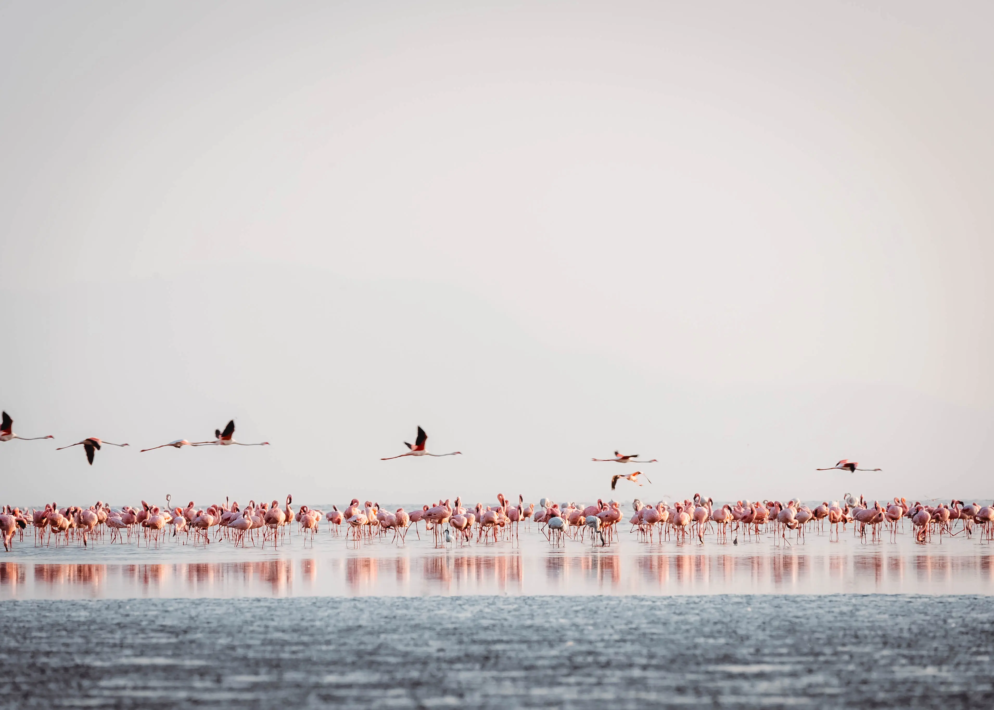 Le lac Natron, site de nidification des flamants nains. Photo : archives Altezza Travel
