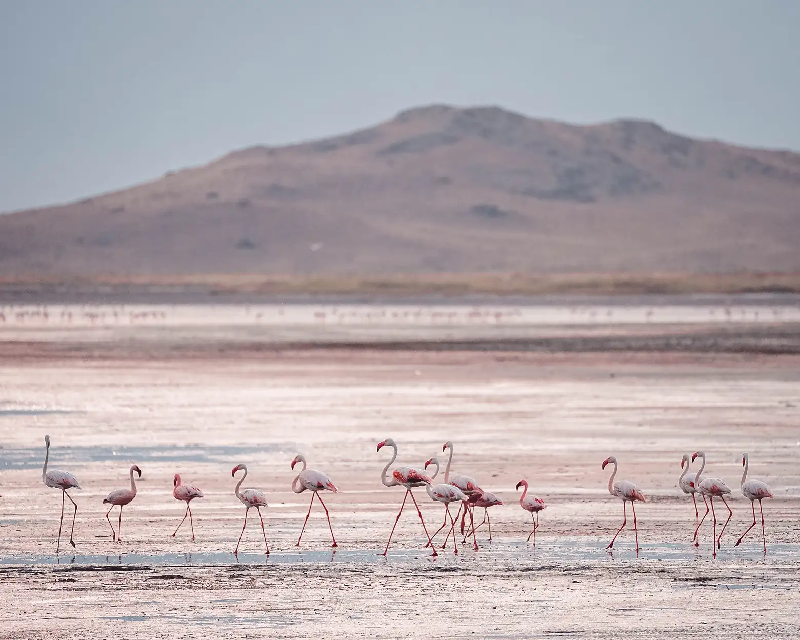 Flamants sur les rives du lac Natron. Photo : archives Altezza Travel