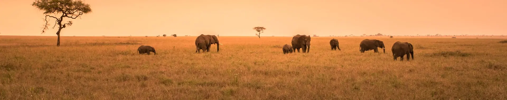 Parc national de Nyerere (Selous)