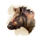 Phacochère
