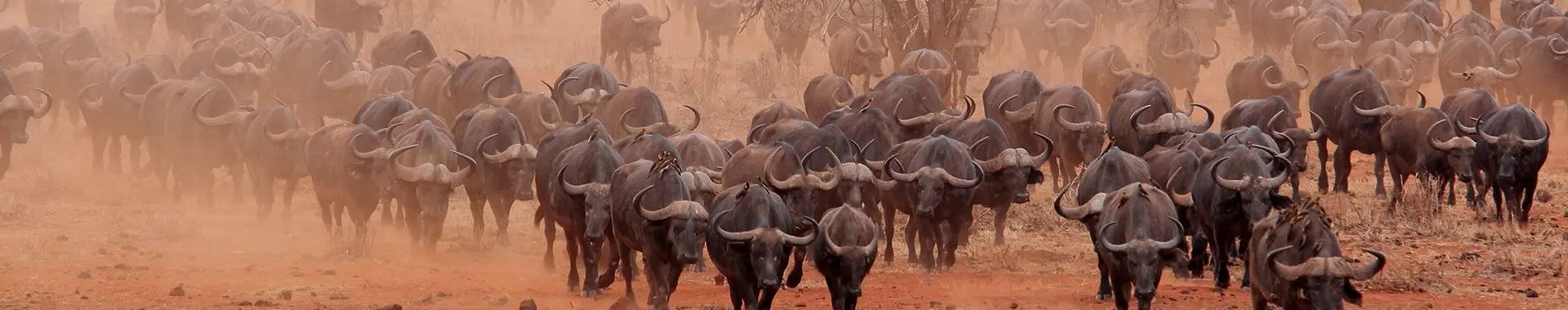 Buffle d'Afrique