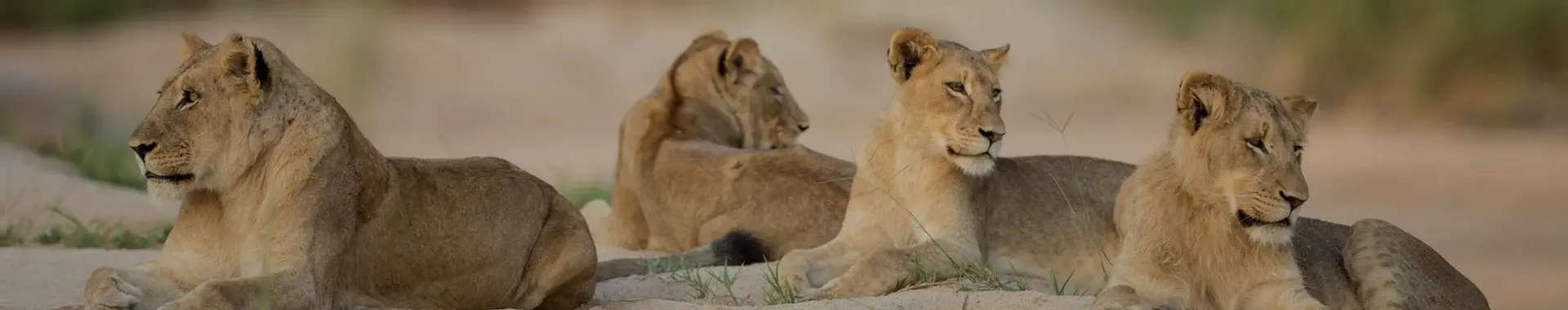 Lion d'Afrique