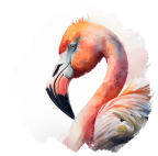 Flamant rose