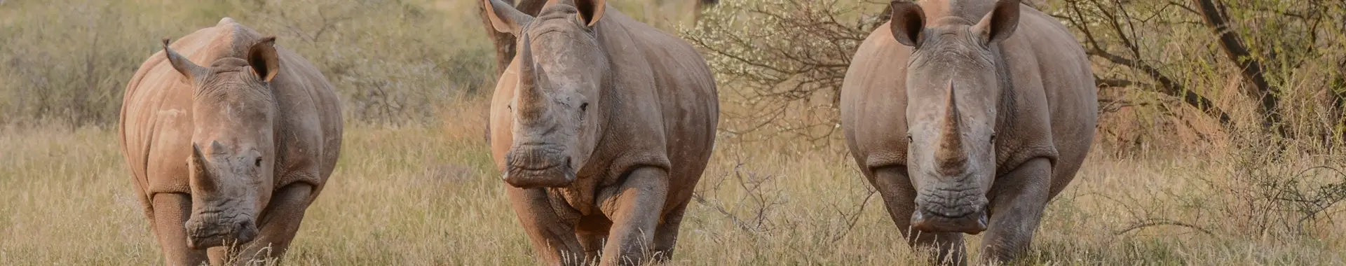 Rhinocéros d'Afrique