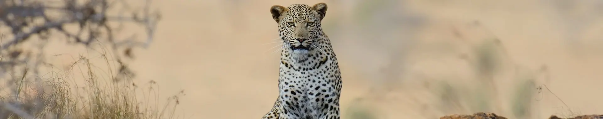 Léopard d'Afrique