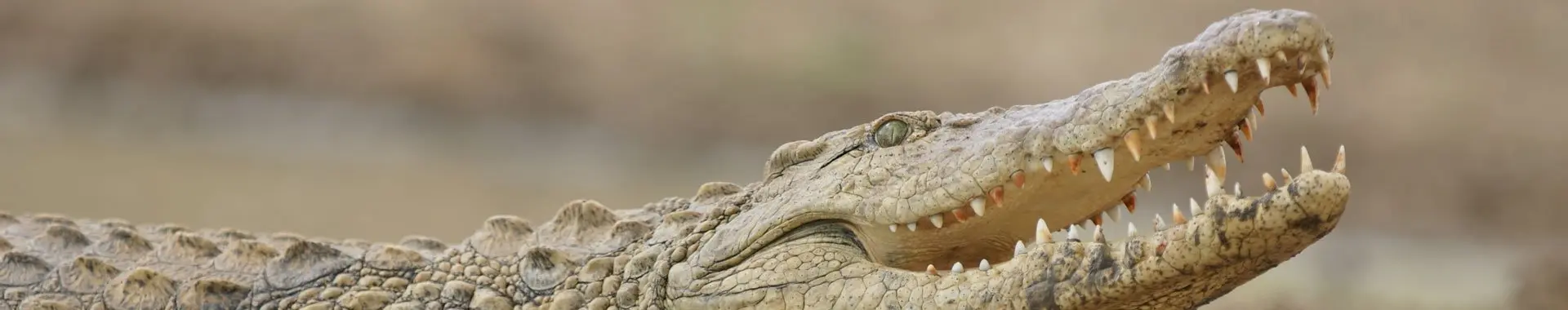 Crocodile d'Afrique