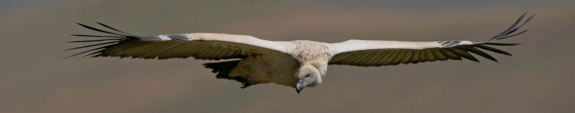 Vautour d'Afrique