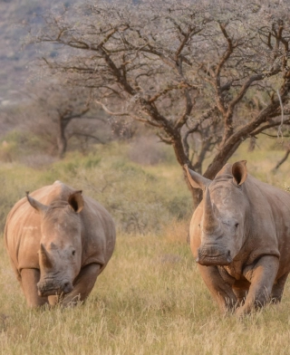Parc national de Mkomazi