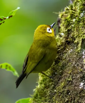 Observation des oiseaux