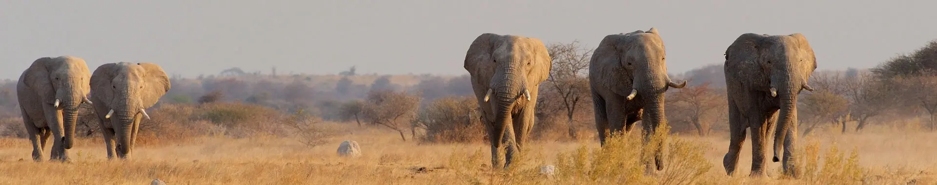 Éléphant d'Afrique