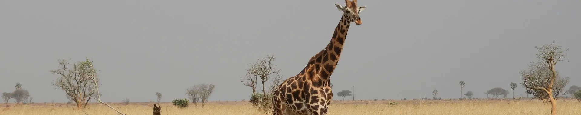 Girafe d'Afrique