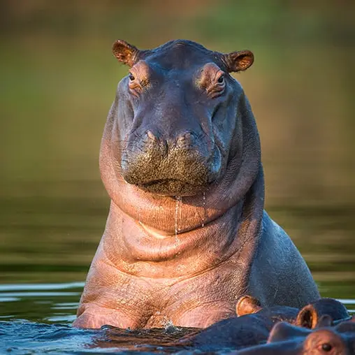 Hippopotame