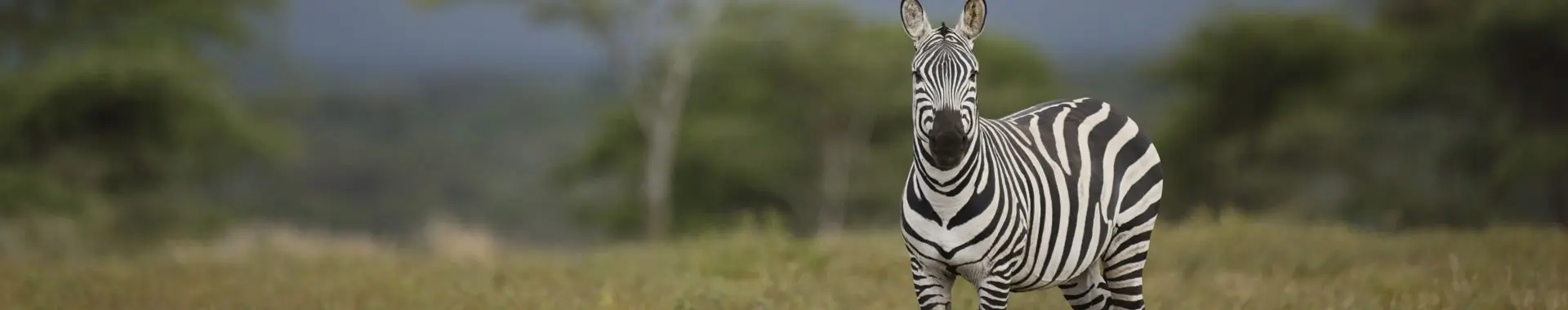 Zèbre d'Afrique