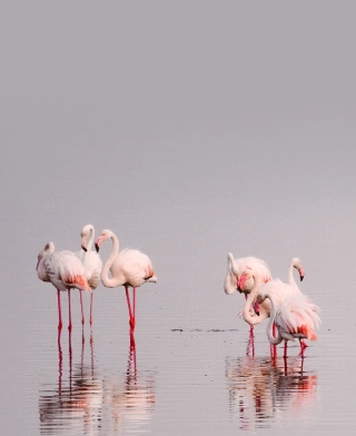 Lac Manyara