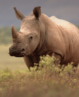 Cratère du Ngorongoro
