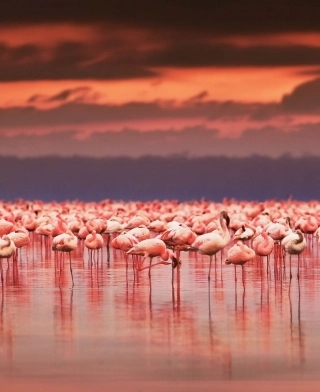 Lac Natron