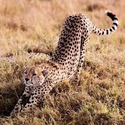 Guépard