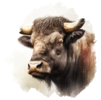 Buffle