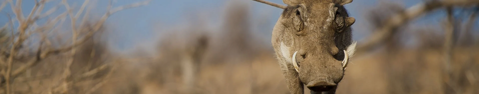 Phacochère d'Afrique