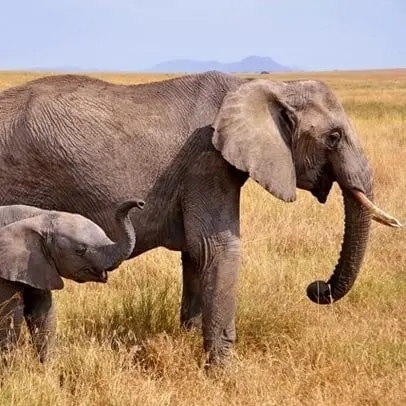 Éléphant