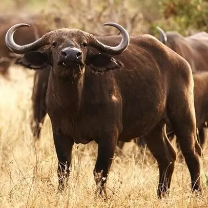 Buffle