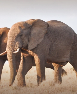 Parc national du Tarangire