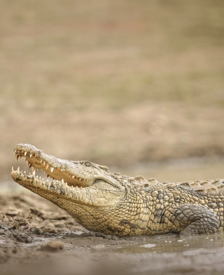 Parc national de Ruaha