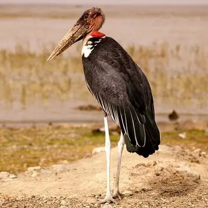 Marabout