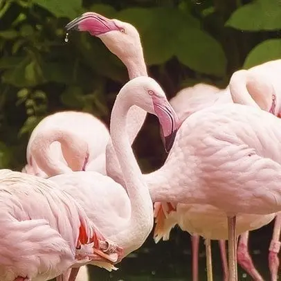 Flamant rose