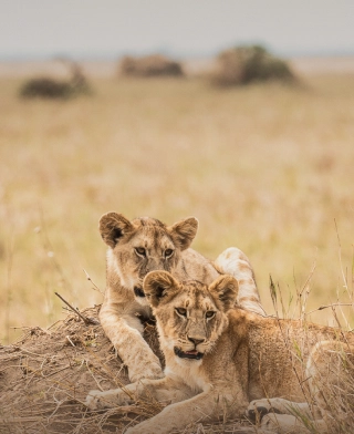 Parc national de Nyerere (Selous)
