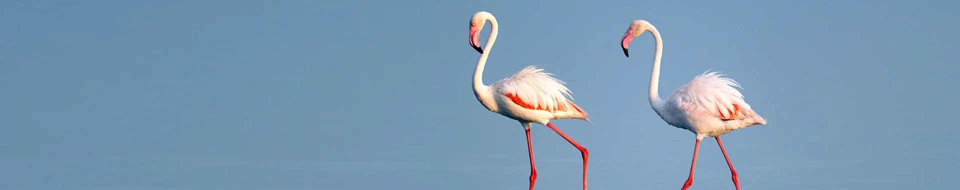 Flamant rose d'Afrique