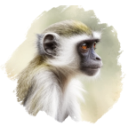 Singe vervet