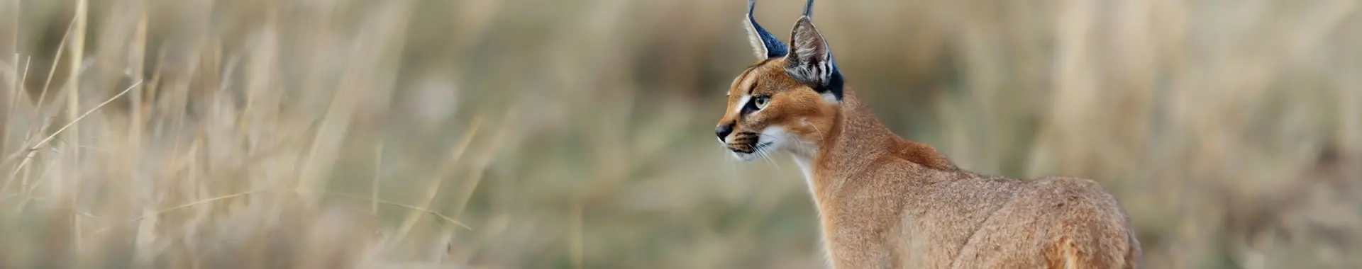 Caracal d'Afrique