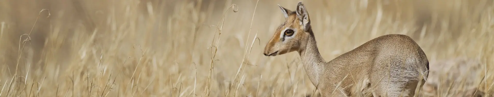 Antilope dik-dik d'Afrique