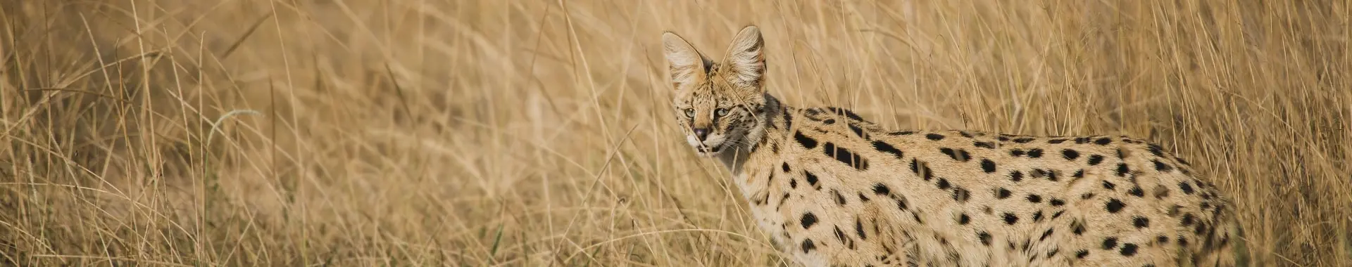 Serval d'Afrique