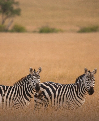 Parc national d’Arusha