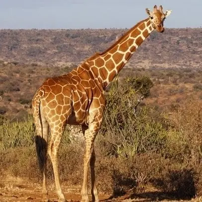 Girafe