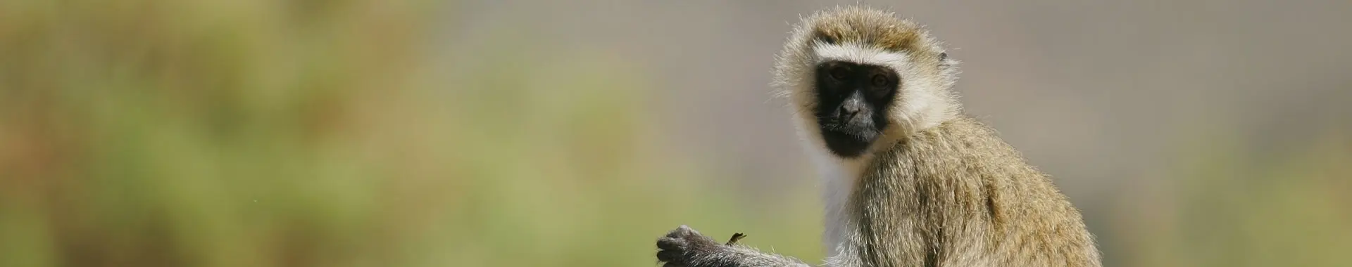 Singe vervet d'Afrique
