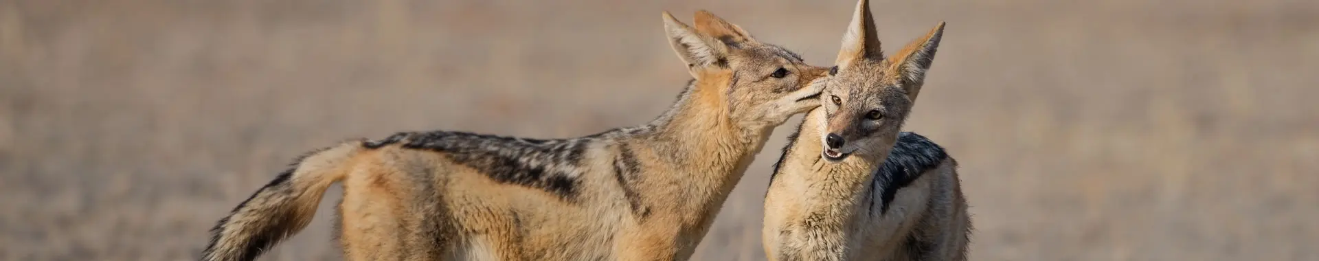 Chacal d'Afrique