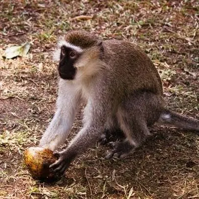 Singe vervet