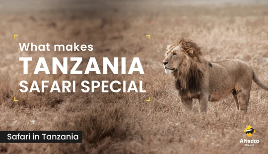 Ce qui rend un safari en Tanzanie si particulier