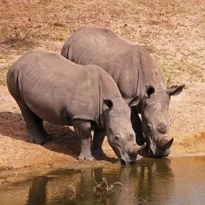Rhinocéros