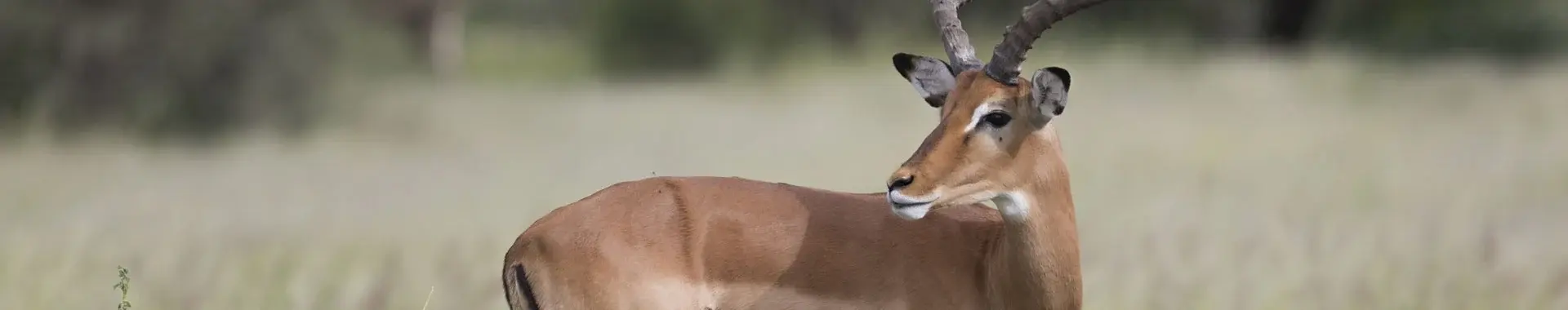 Impala d'Afrique