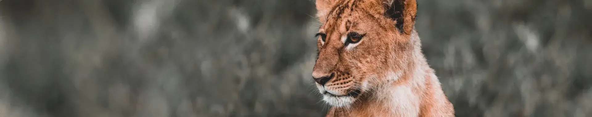 Parc national de Ruaha