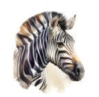 Zèbre